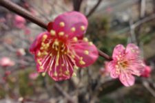 梅の花❀❀❀