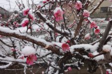 雪の梅の花❀❀❀