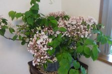 カルミアの花