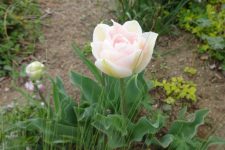 4月のお庭❀❀❀
