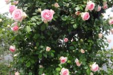 薔薇の季節