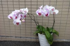 胡蝶蘭