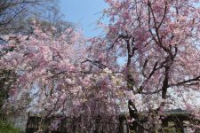満開🌸🌸🌸